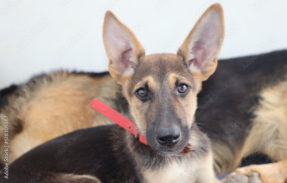 A cute German Shepherd puppy sitting in front of a blurred mother dog.