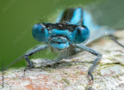 Azure Damselfly