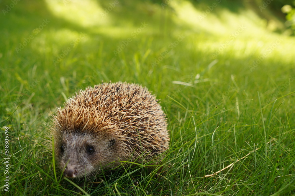 Hedgehog in the garden in the backyard. Hedgehog in the garden in the backyard.