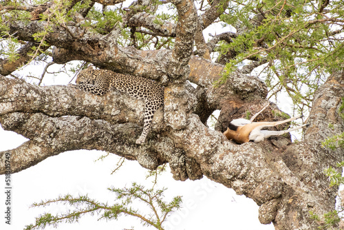 Leopard in Masai Mara Game Reserve of Kenya photo