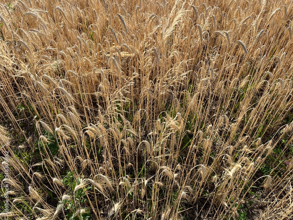 Fototapeta premium golden wheat on the field, wheat background