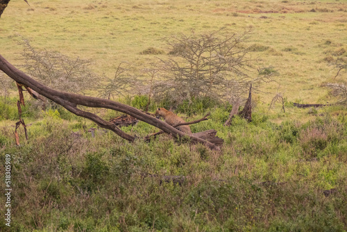 Leopard on A Tree in Serengeti National Park of Tanzania