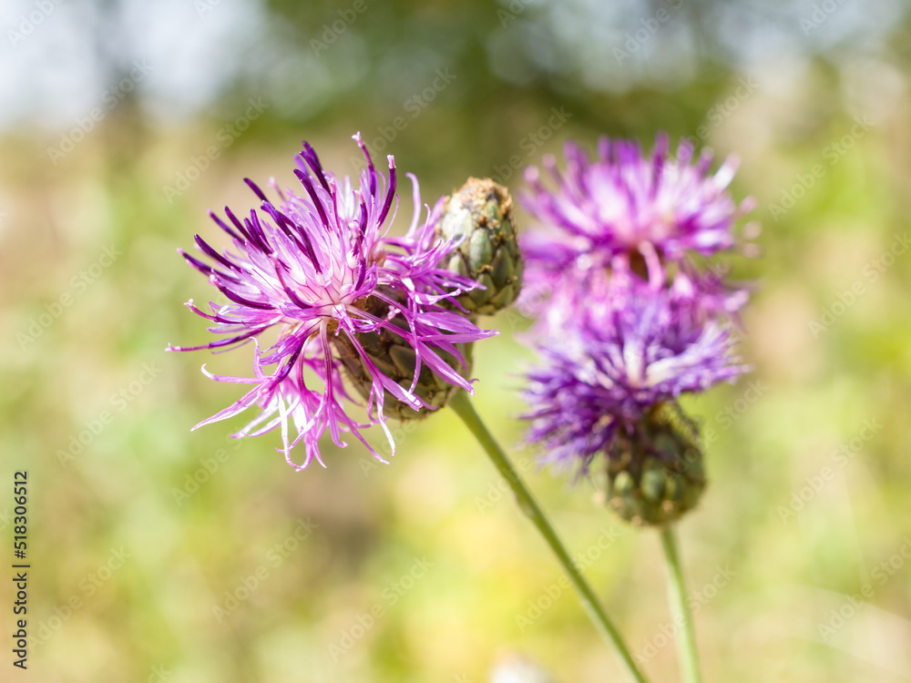 Cornflower flowers on a field on a summer sunny day. Close-up. Cornflower flowers on a field on a summer sunny day. Close-up.