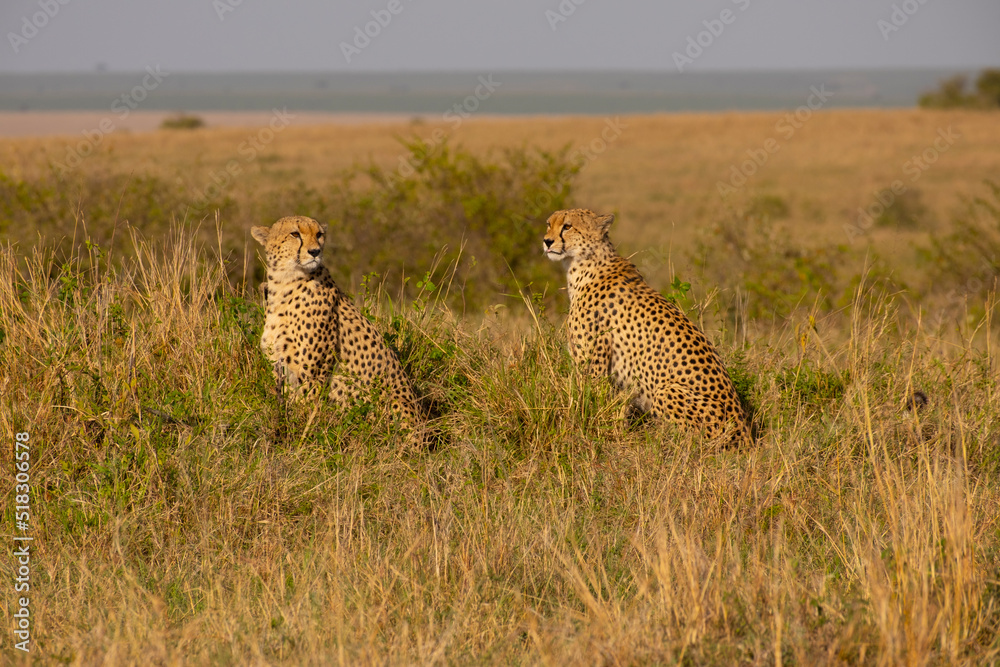Cheetahs in Masai Mara Game reserve of Kenya Cheetahs in Masai Mara Game reserve of Kenya