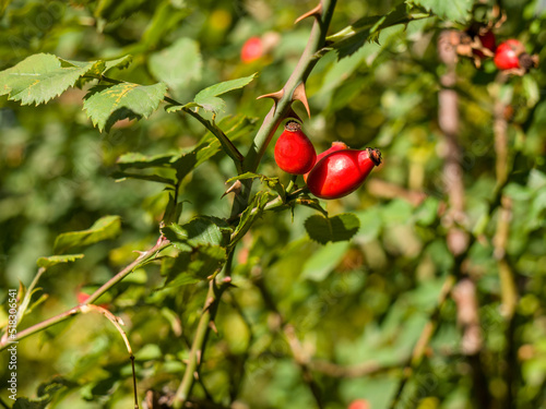Ripe red rose hips on the branches of a bush with thorns. Autumn. Close-up.