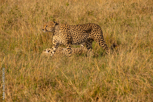 Photography Cheetahs in Masai Mara Game reserve of Kenya
