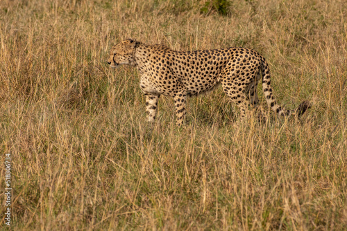 Cheetahs in Masai Mara Game reserve of Kenya