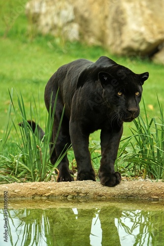 black jaguar on the hunt