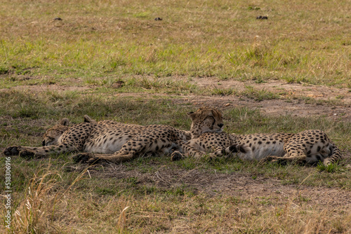 Photography Cheetahs in Masai Mara Game reserve of Kenya