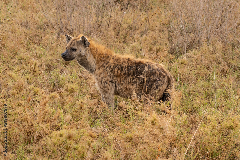 Spotted Haina watching for The Food in Masai Mara Game Reserve Spotted Haina watching for The Food in Masai Mara Game Reserve