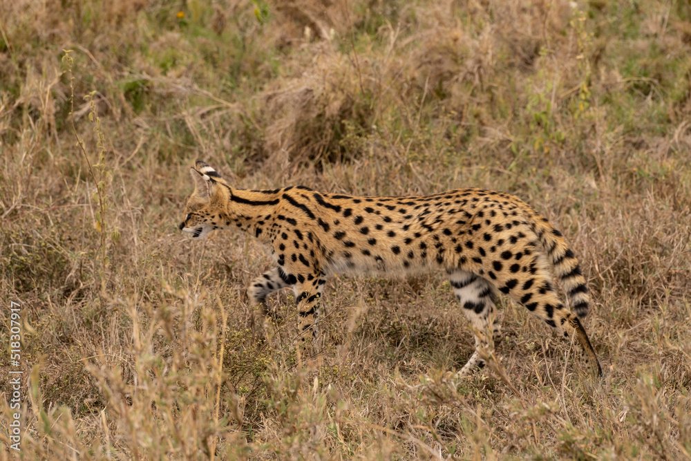 Serval Looking For Food in Serengeti National Park of Tanzania. Serval Looking For Food in Serengeti National Park of Tanzania.