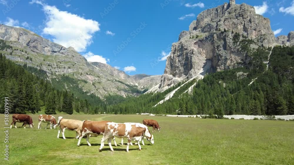 Mucche al pascolo in Vallunga, Val Gardena, Ortisei, Selva, Alto-Adige, Italia Mucche al pascolo in Vallunga, Val Gardena, Ortisei, Selva, Alto-Adige, Italia