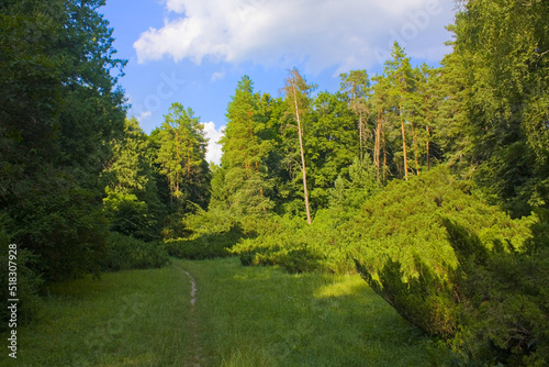 Pines in State Dendrological Park Trostianets in Chernigov region, Ukraine	 photo