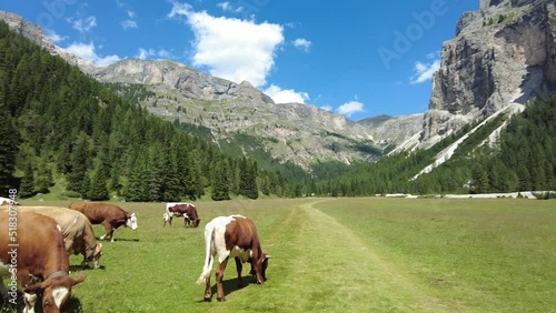 Mucche al pascolo in Vallunga, Val Gardena, Ortisei, Selva, Alto-Adige, Italia photo