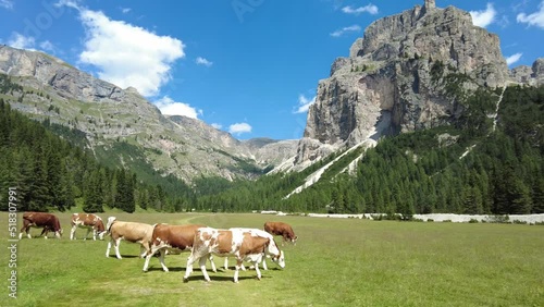 Mucche al pascolo in Vallunga, Val Gardena, Ortisei, Selva, Alto-Adige, Italia photo