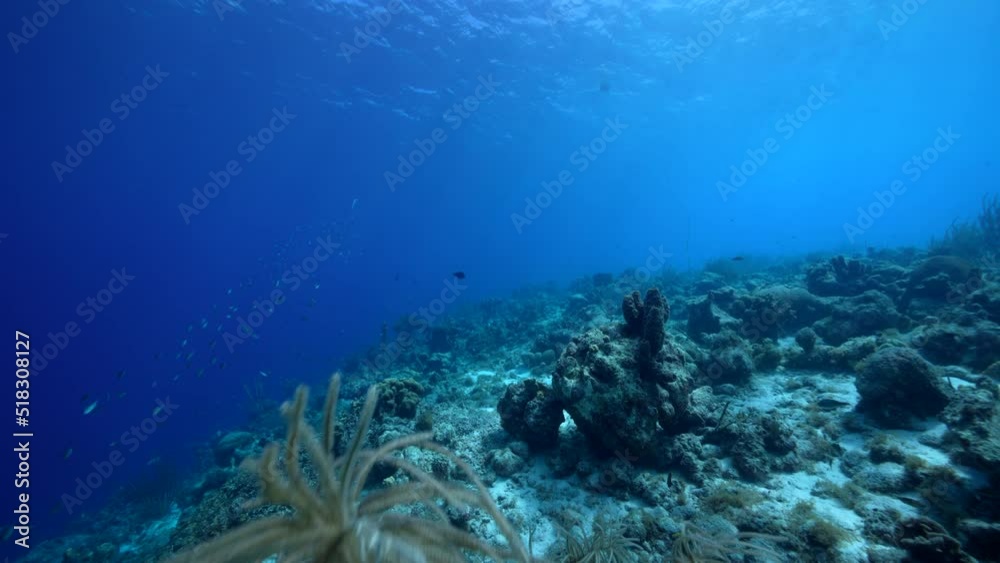 FPV style: Seascape with various fish, coral, and sponge in the coral reef of the Caribbean Sea, Curacao