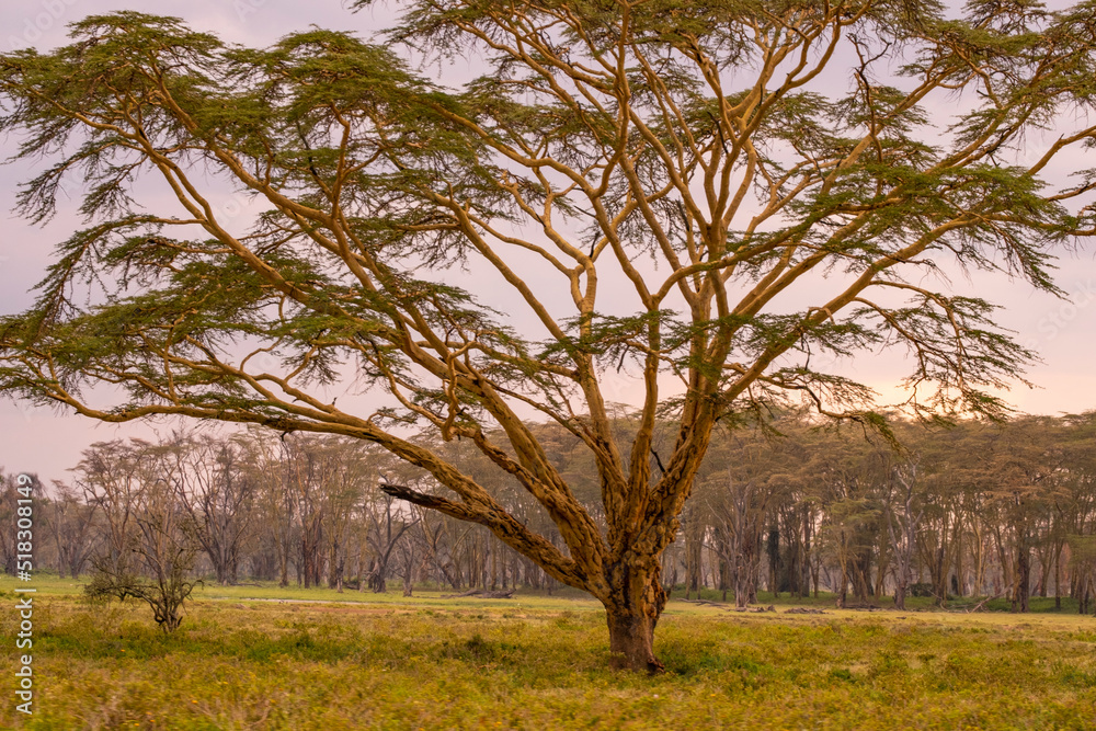 Fototapeta premium Acacia Tree in Lake Nakuru National Park of Kenya