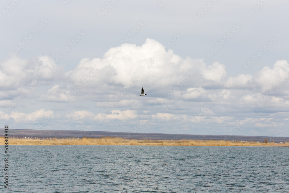 seagull bird flies in the blue sky over the lakes