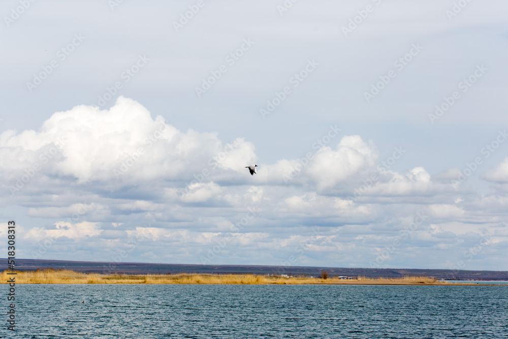 seagull bird flies in the blue sky over the lakes