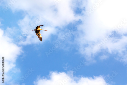 Stork flying in blue cloudy sky