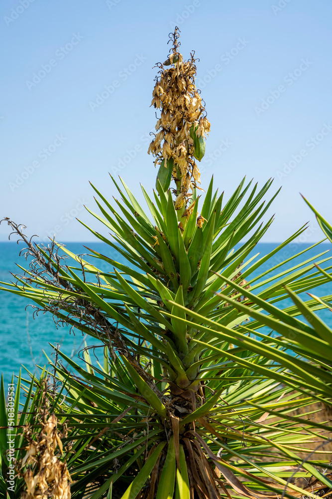 Obraz premium Yucca elephantipes