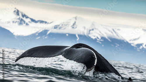 Fotografie, Obraz Humpback whale in the summer feeding grounds of the North Atlantic, Iceland