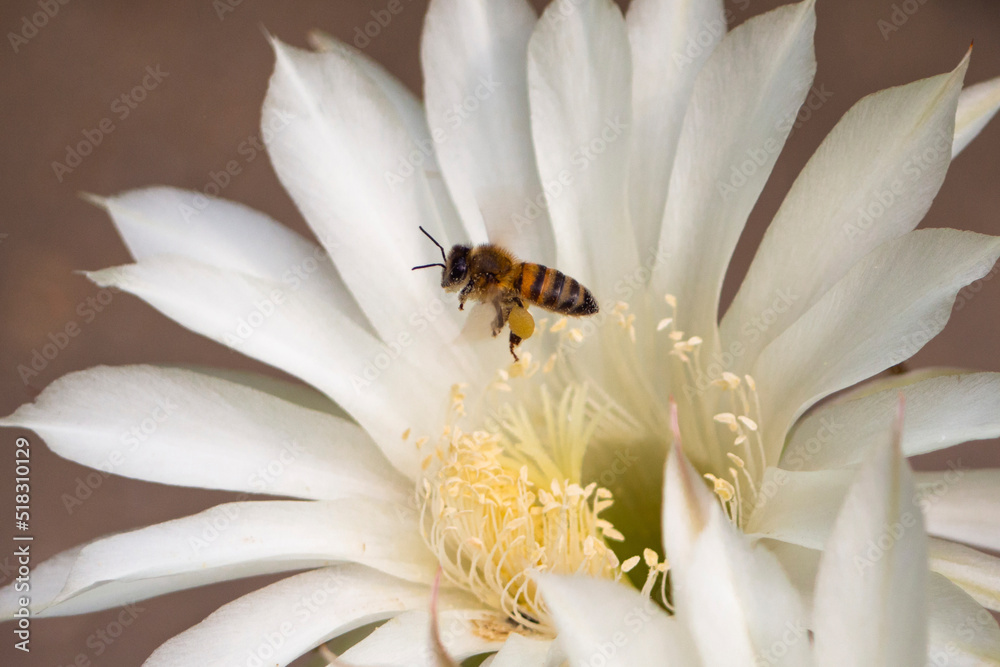 A bee with pollen on its body and honey on its paws takes off from a large white cactus flower A bee with pollen on its body and honey on its paws takes off from a large white cactus flower