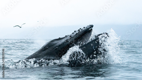 Obraz na plátně Humpback whale in the summer feeding grounds of the North Atlantic, Iceland