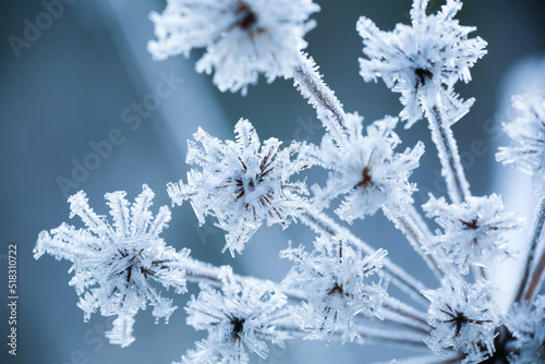 Frost on the plants