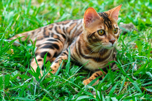 Beautiful young bengal cat in the garden © Vastram