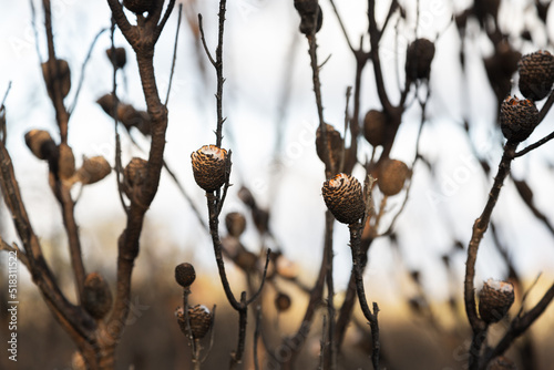 Burnt bush with seedpods after bushfire photo