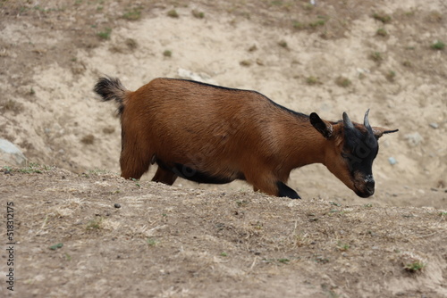 Chèvre