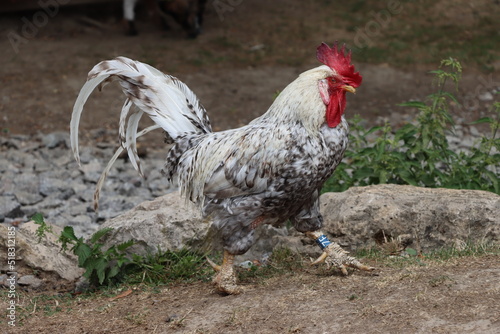 Coq