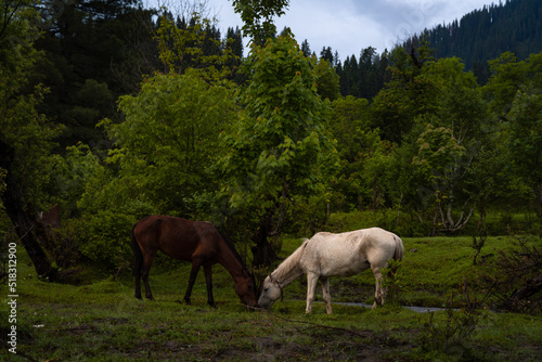 horses in the meadow.