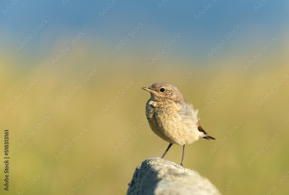 Ταπετσαρία Northern wheatear juvenile perched on a rock against green background