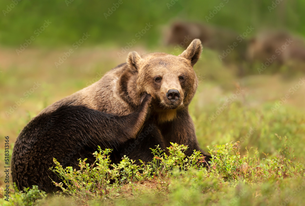 Close up of an Eurasian Brown bear scratching its head