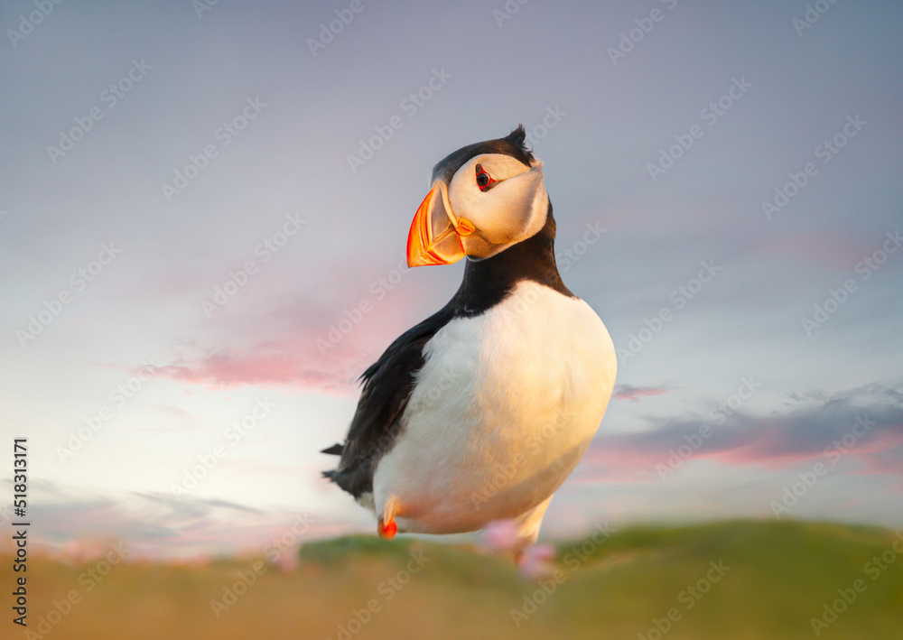 Naklejka premium Close up of Atlantic puffin on a coastal area of Scotland at sunset
