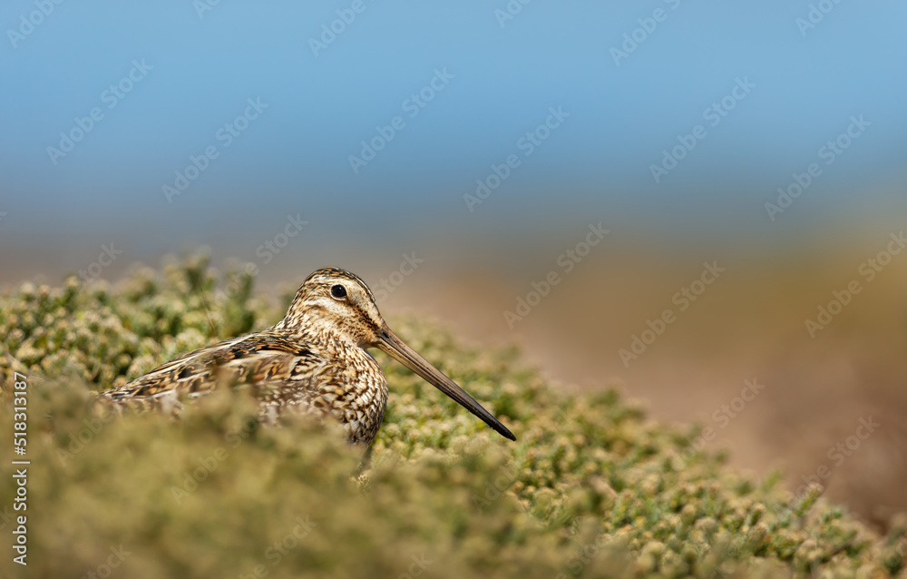 Close up of a south American snipe Close up of a south American snipe