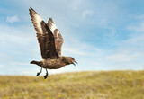Close up of a Great skua in flight