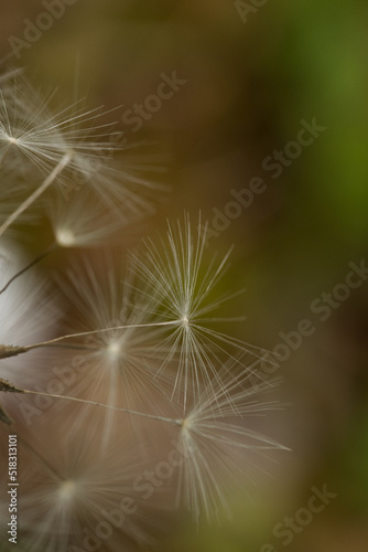 dandelion seeds macro photography closeup