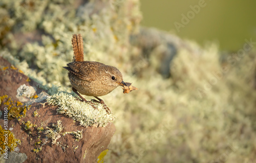 Shetland wren perched on a mossy stone with an insect in the beak