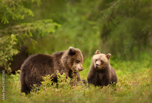 Close up of playful European brown bear cubs in the forest photo