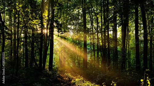 Fototapeta Naklejka Na Ścianę i Meble -  Rays of the sun in the evening deciduous forest