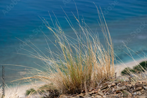Tufty green grasses blowing in the wind on the edge of a cliff with stunning turquoise blue ocean in the background on a tropical island destination photo