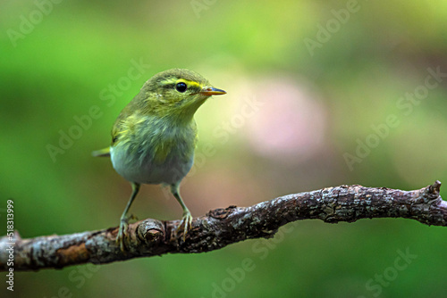 A small bird Phylloscopus sibilatrix sits on a dry branch in the depths of the forest
