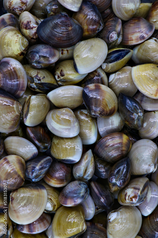 Closed up fresh baby clams, venus shell, shellfish, carpet clams, short