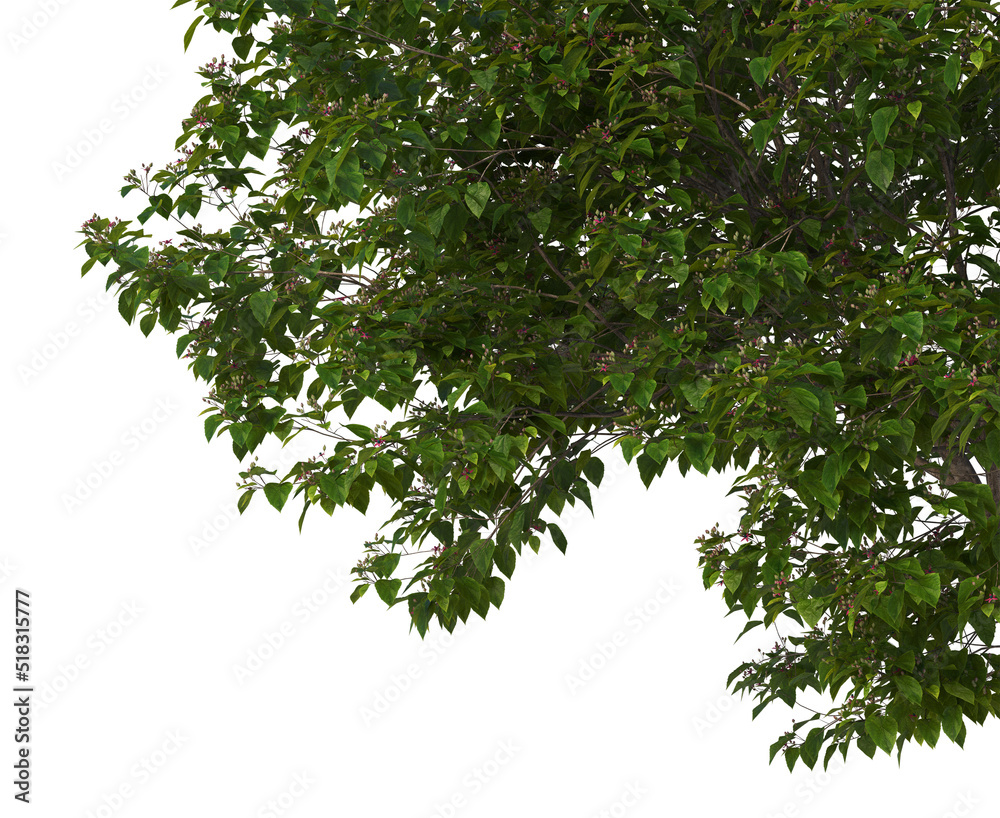 Foreground twigs on a white background. Foreground twigs on a white background.