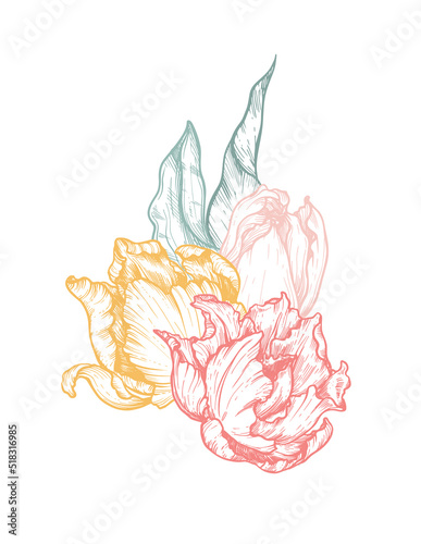 Beautiful hand drawn vector composition with tulip flowers