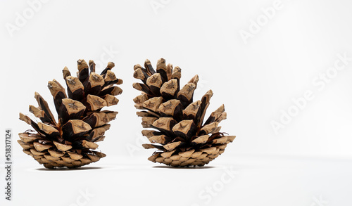 Isolated Pine cone on white background photo