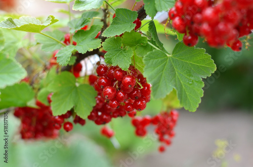 Cluster of ripe red currant with green leaves on a branch in the garden. The concept of organic gardening. Close-up, selective focus.